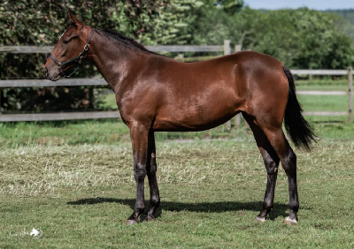 Solvalla-auktion: Tre heste købt til Danmark