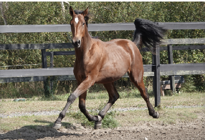 Aalborg-auktion: En skøn aften!