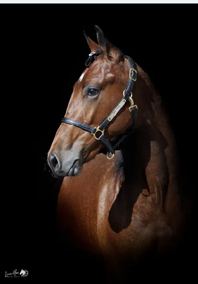 Åby-auktionen: 8 åringer fra Danmark