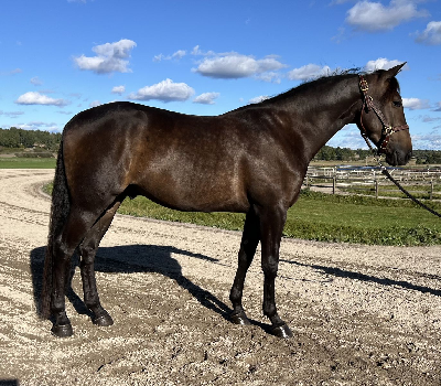 Travera: Tre løbsheste til Danmark