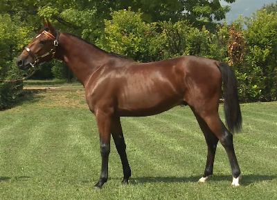 Ready Cash-søn dyrest i Italien