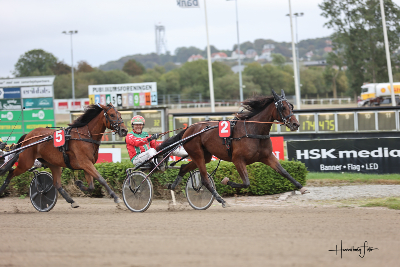 Fine 2-åringer i Auktionsløbene