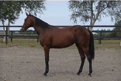 Norsk Derbyauktion:  Fremgang på 20% i forhold til i fjor