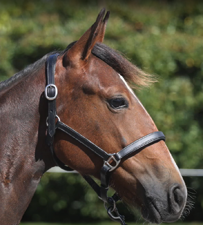 Aalborg-auktionens resultater – version 2