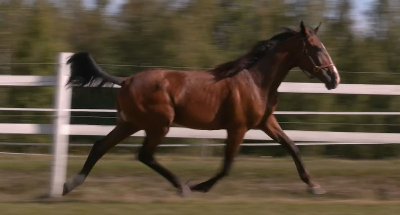 Finsk auktion på det meget jævne