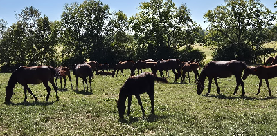 20% færre danske hopper bedækket i 2025