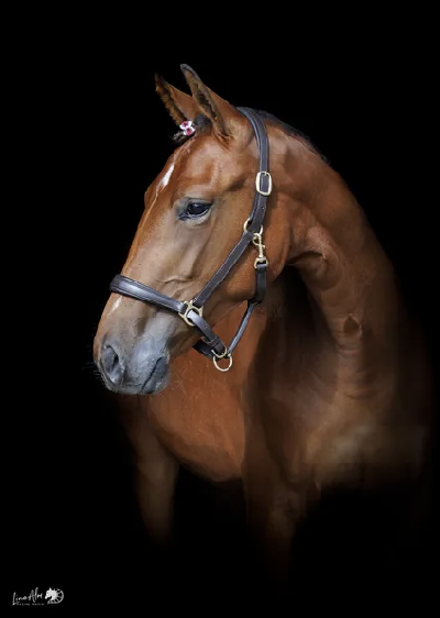 Åby-auktionen: Der er faktisk ni danske åringer