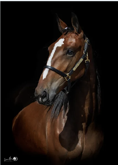 Åby-auktionen var købers marked