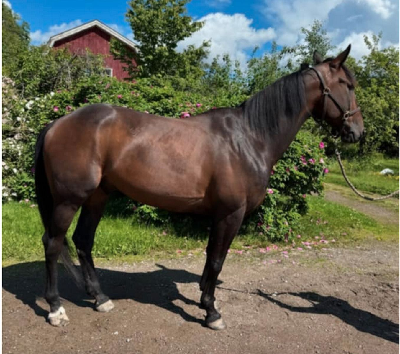 V65: Atter stor gevinst