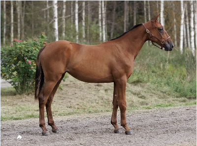 Kriterie-auktion: Michael Lønborg købte Hohneck-datter