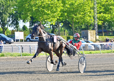 Kattejammer Cash solgt til Belgien