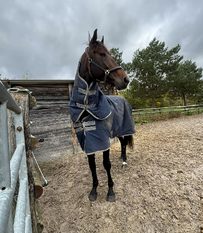 Alt vel med King Legend