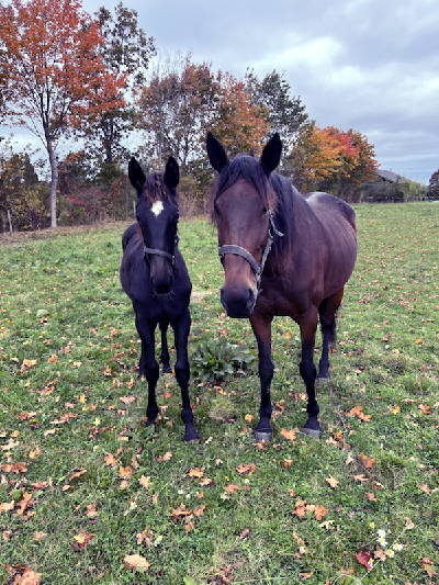 Jydske hesteejere importerer ifolet følhoppe samt føl fra USA