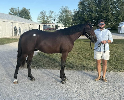 Lexington: Så var der danske køb