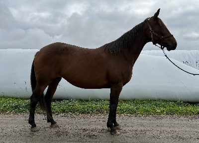 Jondahl købte Ready Cash-hoppe på Travera