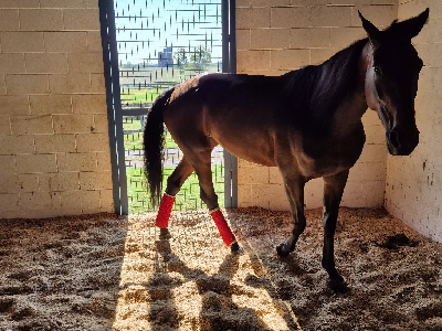 Panamera Racings Queen of America nummer tre I Kentucky