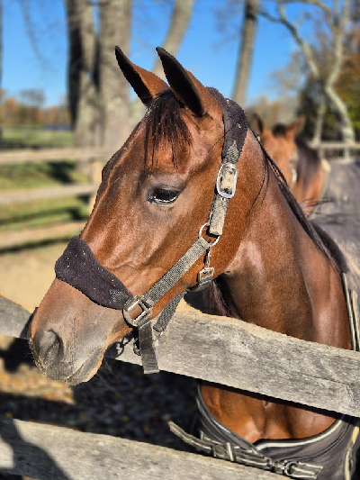 Ny storløbssejr til Panamera?
