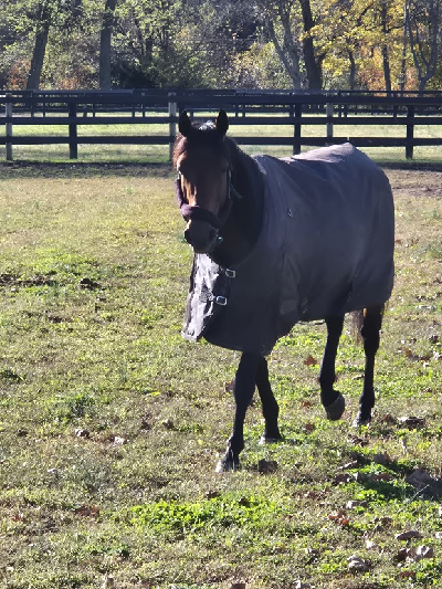 Get a Wish fra USA til Sverige