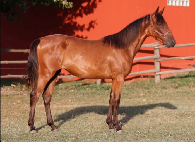 Italiensk 3-åring til Flemming Jensen
