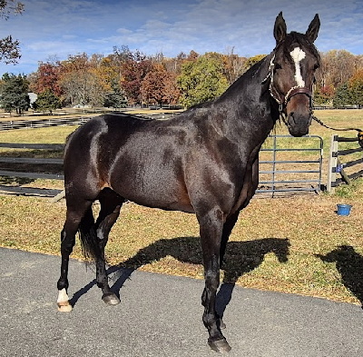 Peter Fog på vej med hingstekatalog