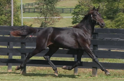 USA: Nicklas Andersen er kommet flot fra start