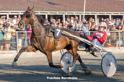V86: Seks dansktrænede heste til start