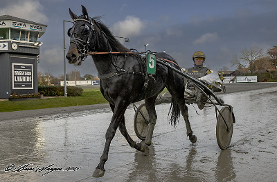 En ny tophest fra Bork!