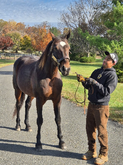 Muscle Hill til lavpris