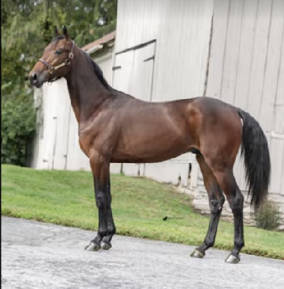 Harrisburg: Rene Sejthen købte Tactical Landing-søn