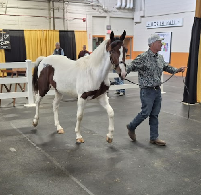 Rejsebrev fra USA. Har du nogensinde set sådan en traver?