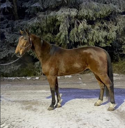 Travera: John K. købte 3-åring på lørdagens auktion