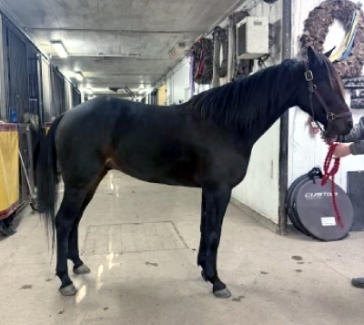 SJ’s Caviar-vallak til Fyn