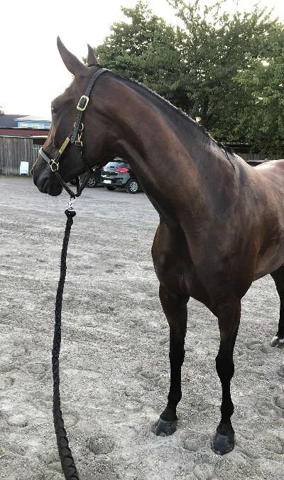 Annes alternative Julekalender 11. december