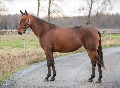 Courant-auktion : Leo Søndergaard Larsen købte pacerhoppe