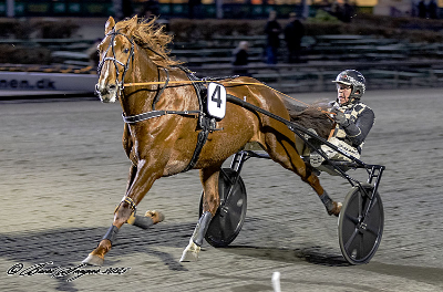 Årets Heste på banerne