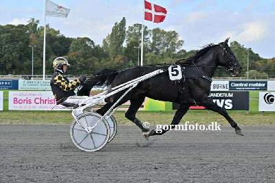 Danskejet hest klar til start i verdens største montéløb