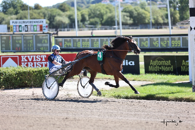 Det kostede hestene på travauktioner.dk