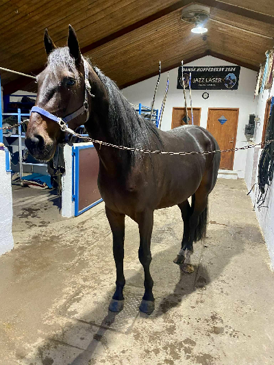 Ny hest til anpartsstalden, Stald Aarhus