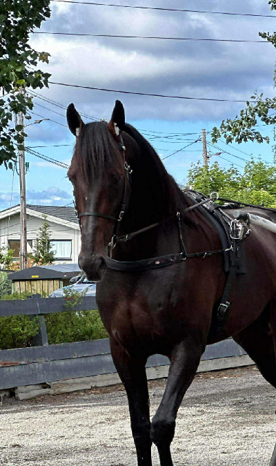 Annes alternative Julequiz 6. december