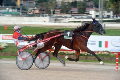 L-årgangens hurtigste hoppe på travauktioner.dk