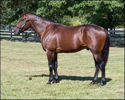 Selected Sales: Sig Saur toppede