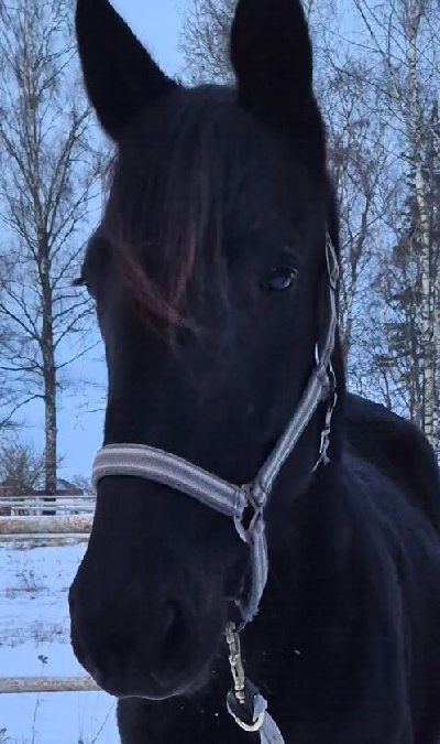 Helsøster til Borups Victory hos Jörgen Lorentzen