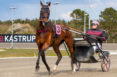 Sælges: Hoppe – løbshest eller følhoppe