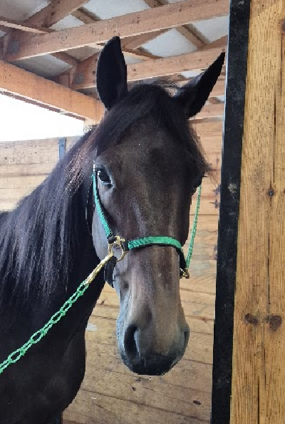 USA: Sejre til såvel Inferno og Kanon  Laser