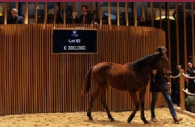 Deauville-auktion: Positiv stemning