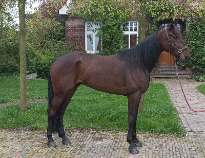 Christian Lindhardt købte tysk traver