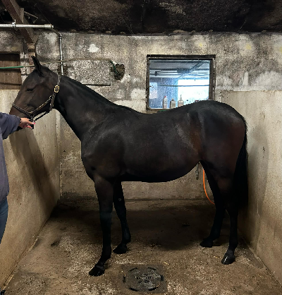 2-års hoppe dyrest på Travauktioner.dk