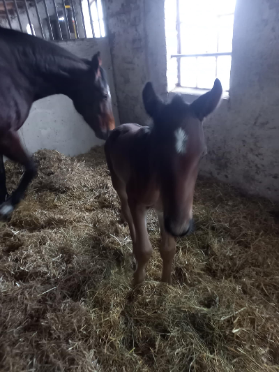 Årets første travføl?