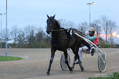 Carna Senseis første afkom i træning hos Steen Juul