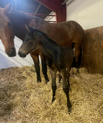 Første – og eneste Temporal Hanover-føl i Danmark